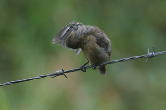 Variable Seedeater (female)